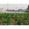 微噴帶廠家滴灌設(shè)備/山東雨澤節(jié)水