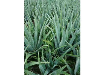 批發(fā)美國(guó)庫(kù)拉索蘆薈盆栽植物美容院專(zhuān)用灌膚蘆薈
