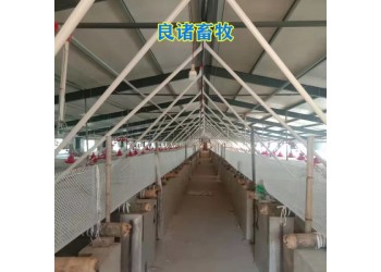 養(yǎng)豬場(chǎng)自動(dòng)喂料線自動(dòng)喂料系統(tǒng)絞龍料線